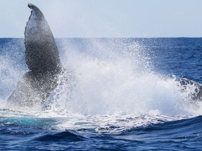 沖縄ホエールウォッチングイメージ